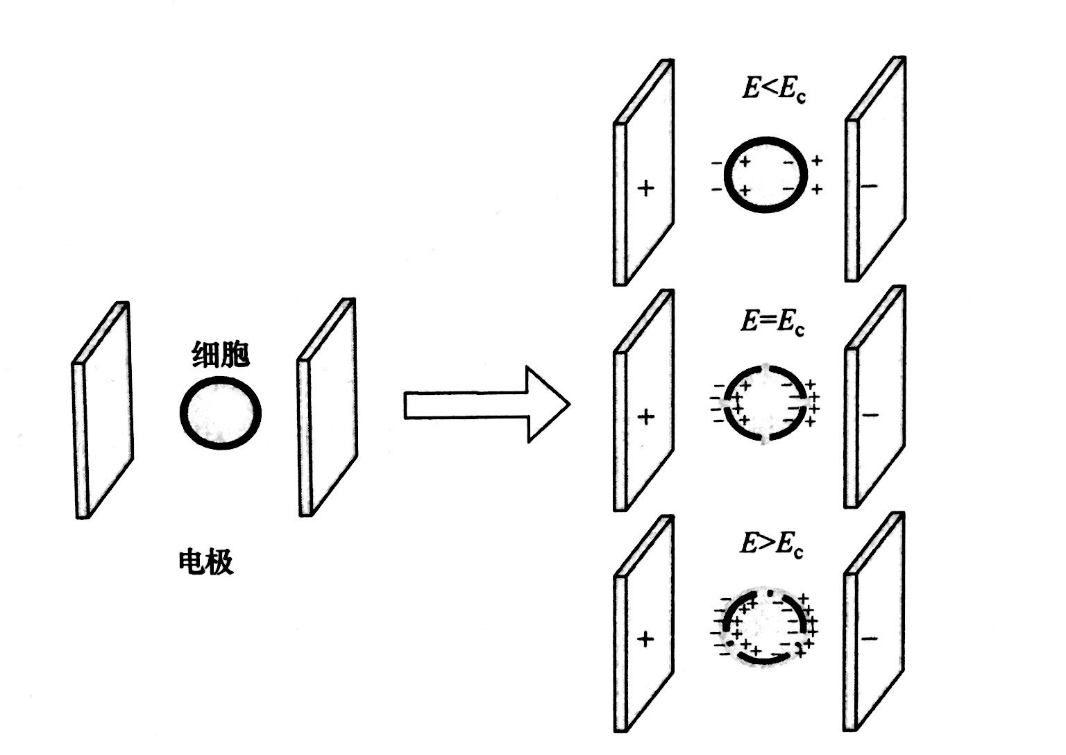 PEF等離子處理的基本原理和典型模型，普樂斯等離子體清洗機(jī)介紹