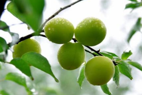 芒種時節(jié)，習(xí)俗不“盲”-普樂斯等離子清洗機